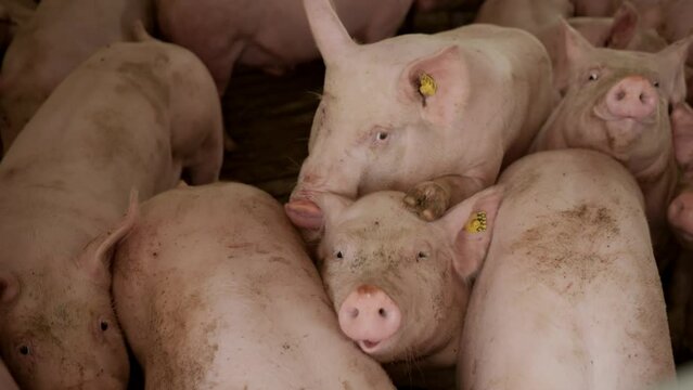 Pigs close-up. Cute animals. Farm animal. Modern agricultural pig farm. Animal husbandry. Huge pig on a farm.