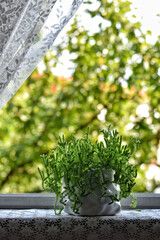 A white vase with a plant planted in it is placed in the window and creates a beautiful scene