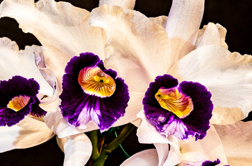 Orchids are plants loved for their beauty and delicacy, with different species and different...