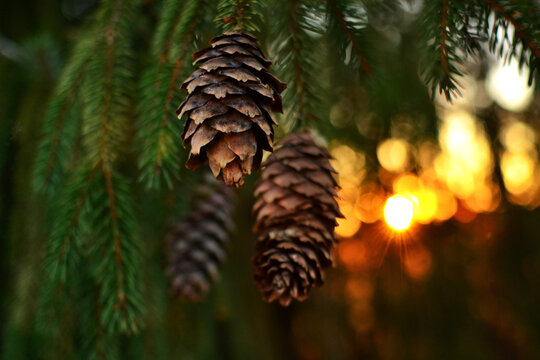 The warm beams of a winter sunset through a pine tree with pine cones with a bokeh effect.