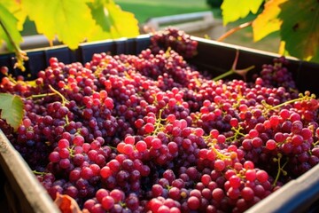 harvested red grape clusters for wine production