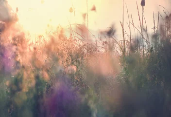 Foto op Plexiglas Weide Sunny meadow