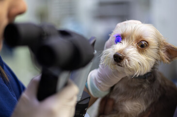 The dog's eyes are examined on the table by a veterinary ophthalmologist with a slit lamp...