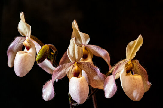 Orchids are plants loved for their beauty and delicacy, with different species and different colors.
