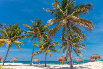 Palms on the beach  - Cayo Levisa, Cuba