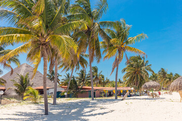 Obraz premium Palms on the beach - Cayo Levisa, Cuba