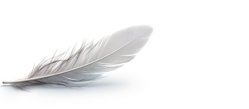 Floating gray bird feather isolated on white background