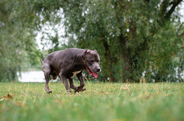 Fototapeta premium Cute big gray pitbull dog is running on green grass in the summer or fall forest. American pit bull terrier autumn in the park