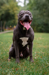 Cute big gray pitbull dog on green grass in the summer or fall forest. American pit bull terrier autumn in the park