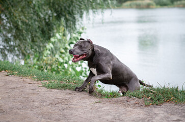 Cute big gray pitbull dog comes out of the water from the lake on green grass in the summer or fall forest. American pit bull terrier autumn in the park