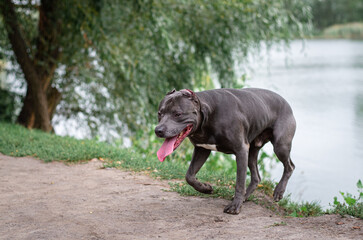 Cute big gray pitbull dog comes out of the water from the lake on green grass in the summer or fall forest. American pit bull terrier autumn in the park