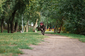 Cute big gray pitbull dog is running on green grass in the summer or fall forest. American pit bull terrier autumn in the park