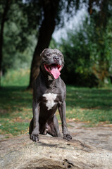 Cute big gray pitbull dog on wood on green grass in the summer or fall forest. American pit bull terrier autumn in the park