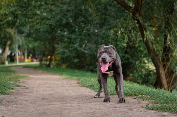 Cute big gray pitbull dog on green grass in the summer or fall forest. American pit bull terrier autumn in the park