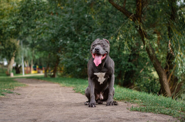 Cute big gray pitbull dog on green grass in the summer or fall forest. American pit bull terrier autumn in the park