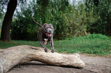 Cute big gray pitbull dog jumps over wood on green grass in the summer or fall forest. American pit bull terrier autumn in the park
