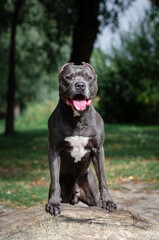 Cute big gray pitbull dog on wood on green grass in the summer or fall forest. American pit bull terrier autumn in the park