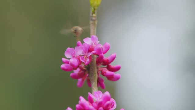 Bees Harvesting Pollen From Pink Judas-Tree. European Cercis Or European Scarlet. Close up.