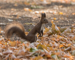 A Squirrel is Standing on the Forest Bed Covered by Rusty Autumn Leaves and Preparing to Run to the Next Tree
