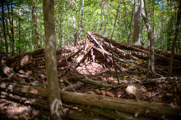 roots in the forest