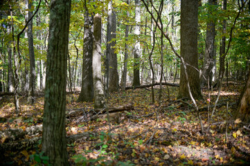 autumn in the woods