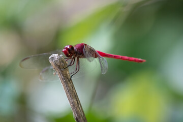 A close-up shot of a red dragonfly perched on a branch, surrounded by green leaves. The red dragonfly (Sympetrum striolatum) is a dragonfly from the Libellulidae family, native to Eurasia.