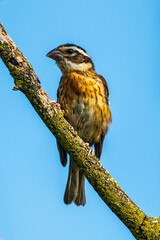 Female Rose-breasted Grosbeak Perched on Tree