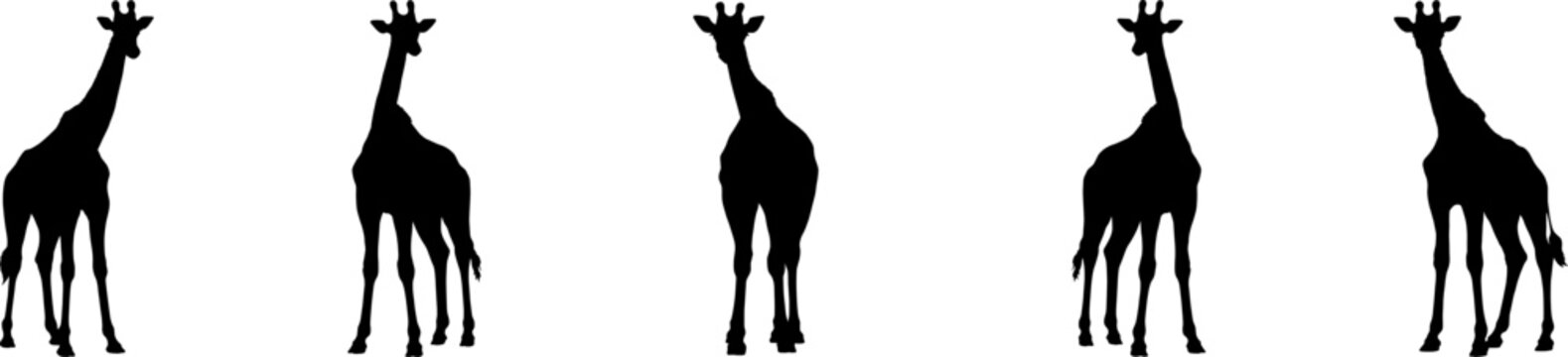 Set of vector silhouettes of giraffes