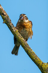 Female Rose-breasted Grosbeak Perched on Tree