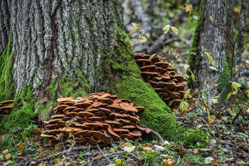 Mushrooms on a tree