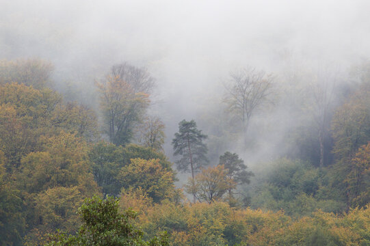 Nebel