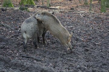 Wild boar mother with child