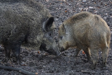 Wild boar mother with child