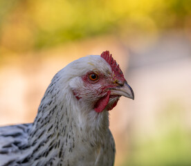 portrait d'une poule sous de très belles couleur et lumières chaude avec billes de bokeh