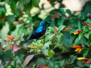 Red-chested Sunbird collecting nectar from the flowers