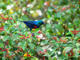Red-chested Sunbird collecting nectar from the flowers