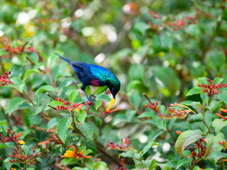 Red-chested Sunbird collecting nectar from the flowers