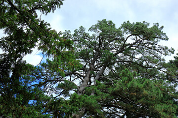 A view looking up at the branches and needles of pine trees in a woodland scene