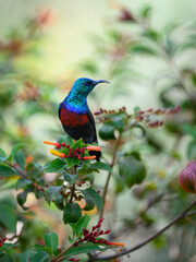 Red-chested Sunbird collecting nectar from the flowers