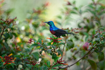 Red-chested Sunbird collecting nectar from the flowers
