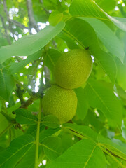 Close up of two walnuts