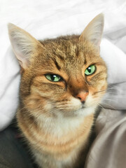 Cat in a bed.