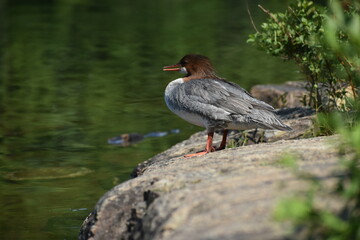 Parc Mauricie Lac Caribou 2 Au 7 Juillet 2023