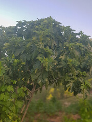Fig tree laden with figs