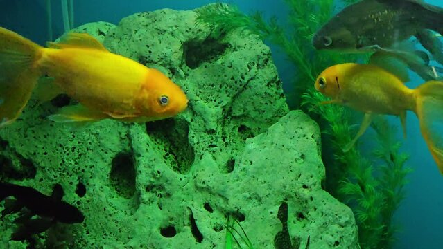 Several multi-colored bright fish swim in the aquarium. Aquarium with small pets.

