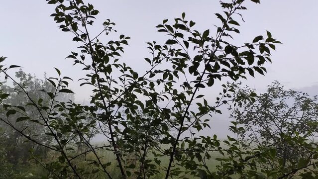 Trees in a fog. Summer evening in the countryside. 