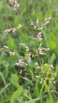 Deschampsia cespitosa wild plant grow in fields and meadows. 