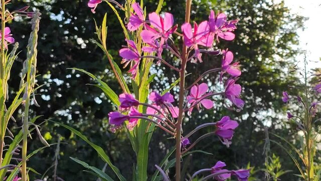 Epilobium angustifolium plant or Blooming Sally, Bomb Weed, Fireweed, French willow, Great Willowherb, Great Willow, Rosebay Willowherb, Saint Anthony's Laurel plant. Medical herb. 