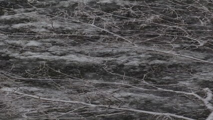 Black and white panning shot of snow on forest trees - vertical / American Fork Canyon, Utah, United States - Powered by Adobe