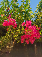 Bougainvillea as a Reminder of the Beauty of Nature
